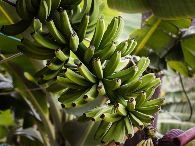 Много маленьких зеленых бананов на ветке