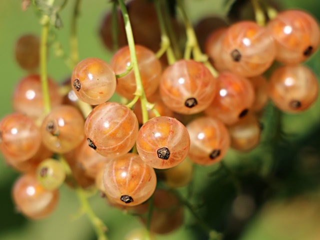 Красная смородина созревает на ветках