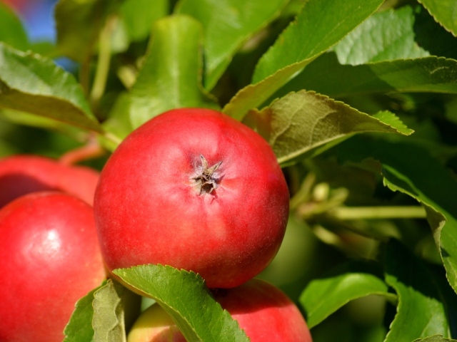 Спелые красные яблоки в зеленых листьях