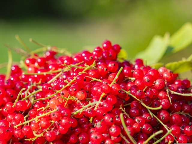 Ягоды спелой красной смородины