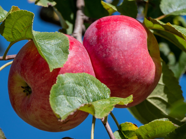 Два больших сочных яблока на ветке
