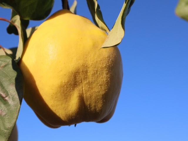 Желтый плод айвы на фоне голубого неба
