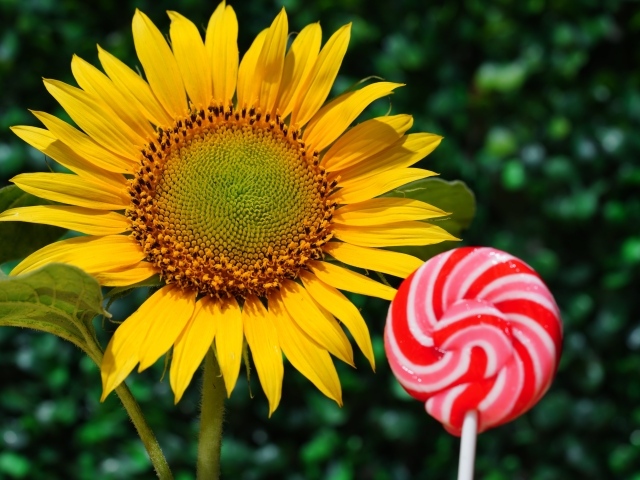 Конфета на палочке  с цветком подсолнуха