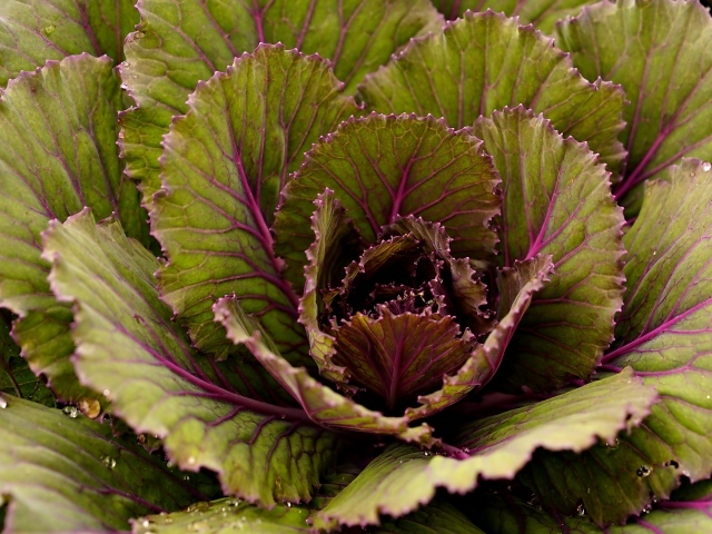 Большие капустные листья