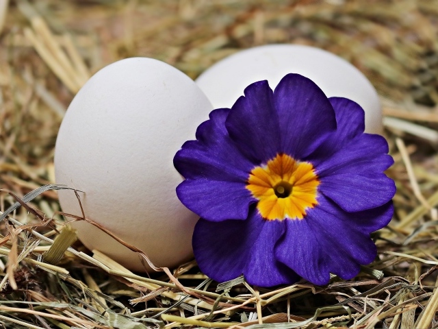 Два белых яйца с цветком на Пасху