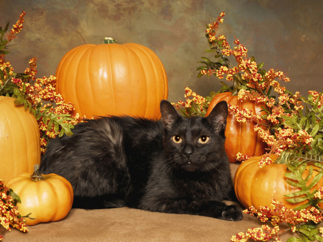 Черный кот с тыквами на Хэллоуин