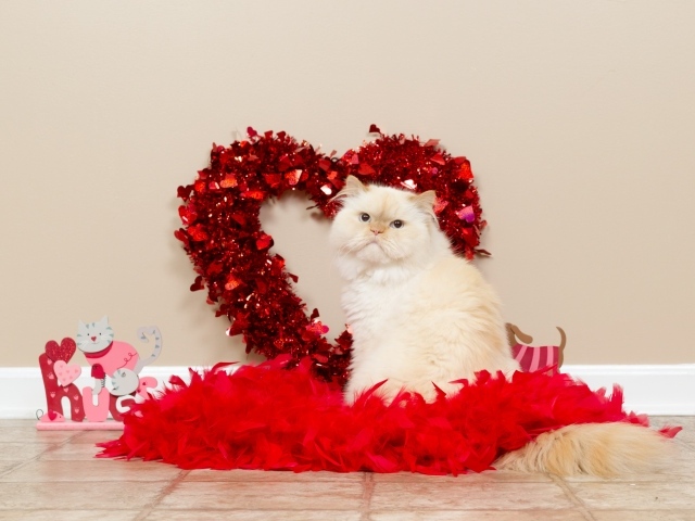 Породистый кот на фоне красного сердца на день влюбленных