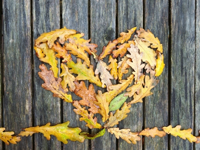 Сердце из опавших листьев дуба