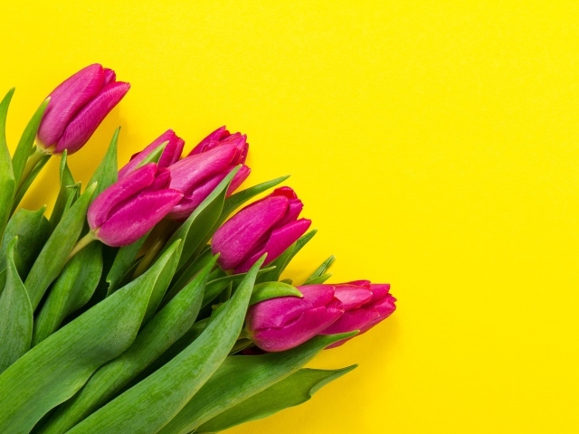 Букет розовых тюльпанов на желтом фоне