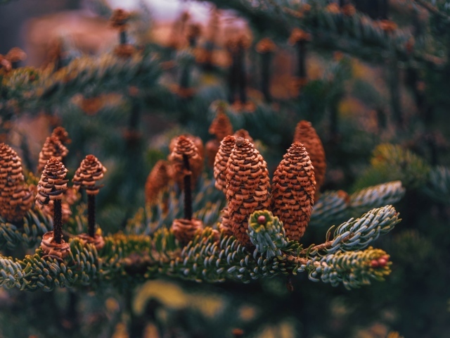 Много больших  коричневых шишек на ветке ели