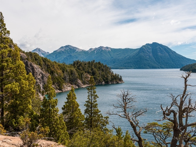 Высокие сосны растут на утесе у озера