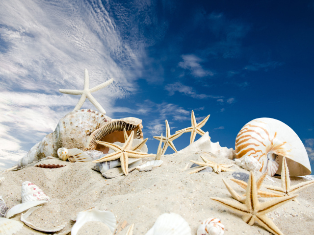 Ракушки и морские звезды на песке под голубым небом