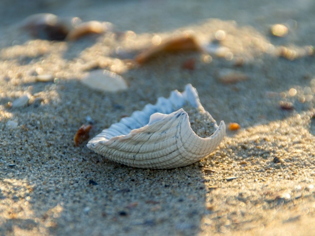 Ракушка лежит на теплом песке у моря
