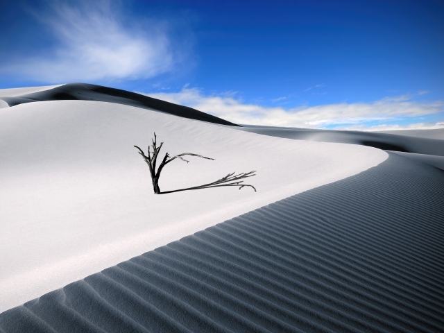 Сухое дерево в пустыне под голубым небом