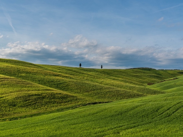 Красивые зеленые ячменные холмы летом