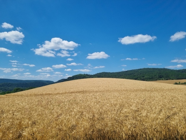 Красивое пшеничное поле под голубым небом