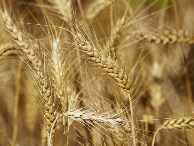 Колосья спелой пшеницы крупным планом