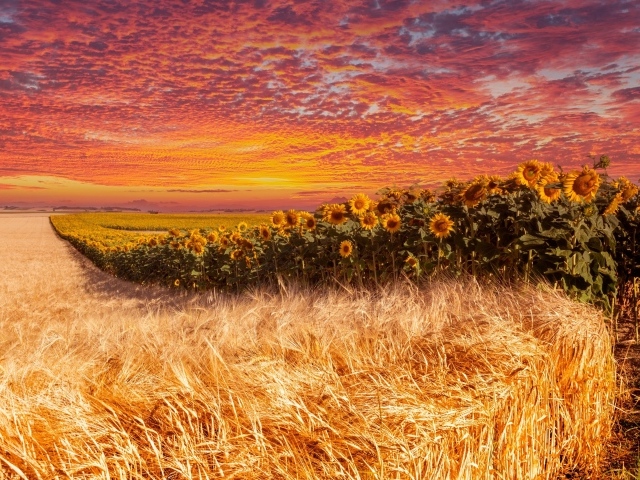 Поле пшеницы и подсолнухов под красивым небом на закате