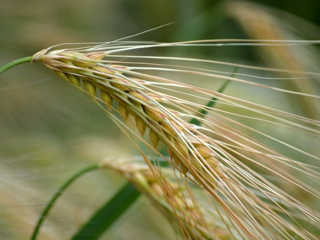Большой колос пшеницы крупным планом
