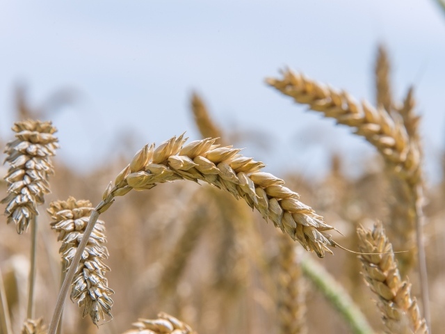 Большие спелые колосья пшеницы на поле