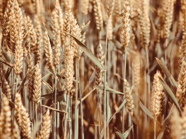 Спелые колосья пшеницы на поле крупным планом