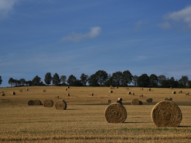 Рулоны сена на поле под голубым небом