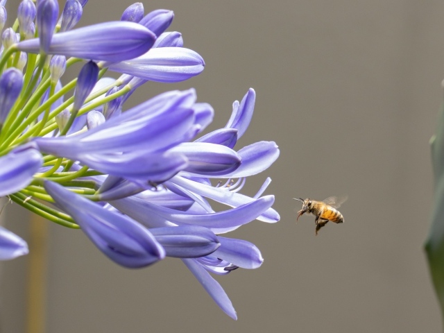 Пчела летит к цветам африканской лилии 