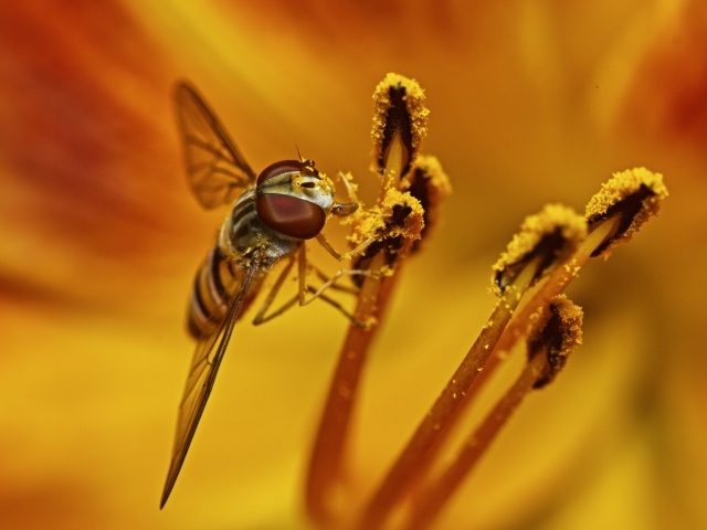 Муха сидит на цветке лилии