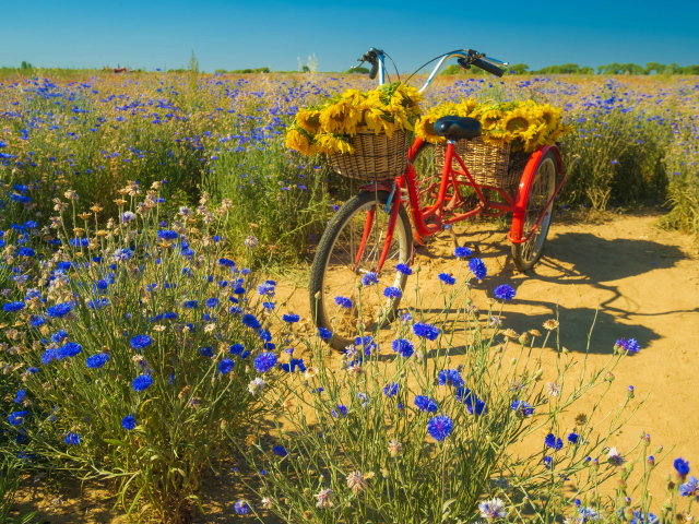 Красный велосипед стоит на поле с синими васильками
