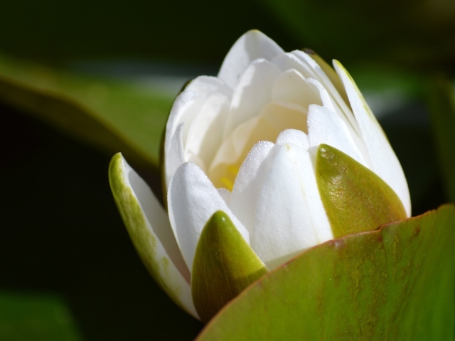 Белый бутон лотоса распускается в пруду
