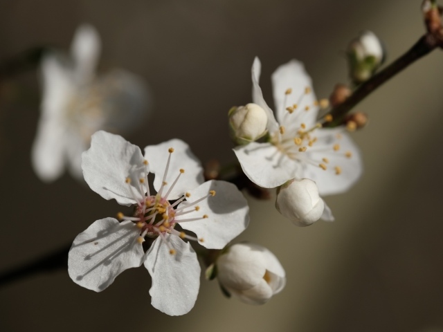 Цветы абрикоса на ветках весной