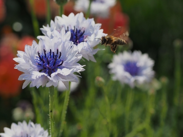 Красивые голубые цветы васильки с пчелой
