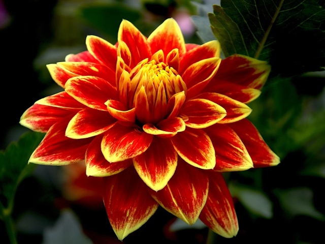 Красивая яркая огненная георгина