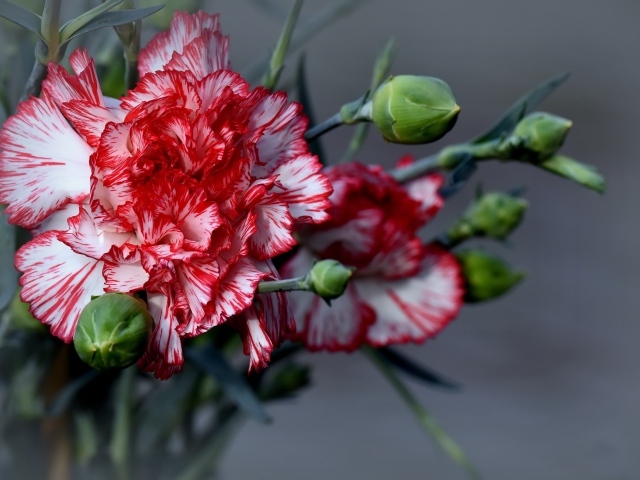 Красивые гвоздики с бутонами на сером фоне