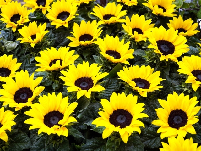 Красивые декоративные цветы подсолнухи