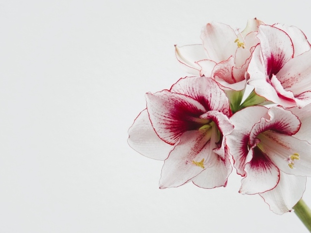 Красивый нежный цветок амариллис на белом фоне