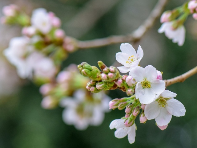 Красивые первые цветы на ветках яблони весной
