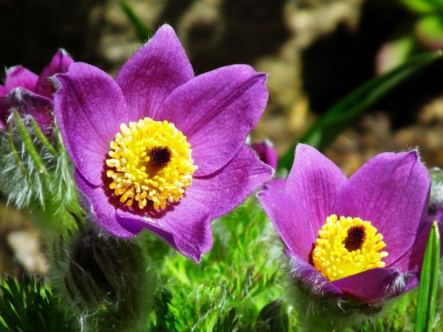 Красивые цветы прострел крупным планом