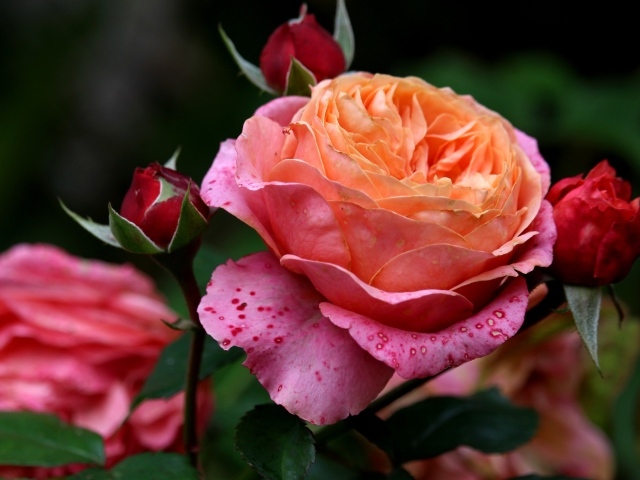 Красивая садовая розовая роза с бутонами