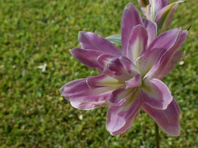 Красивая сиреневая лилия на клумбе