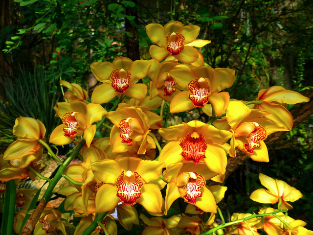 Красивые оранжевые цветы орхидеи в лесу