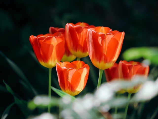 Красивые оранжевые весенние тюльпаны на клумбе
