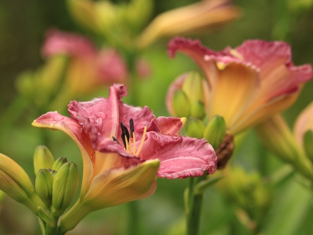 Красивые розовые цветы лилейник с бутонами на клумбе