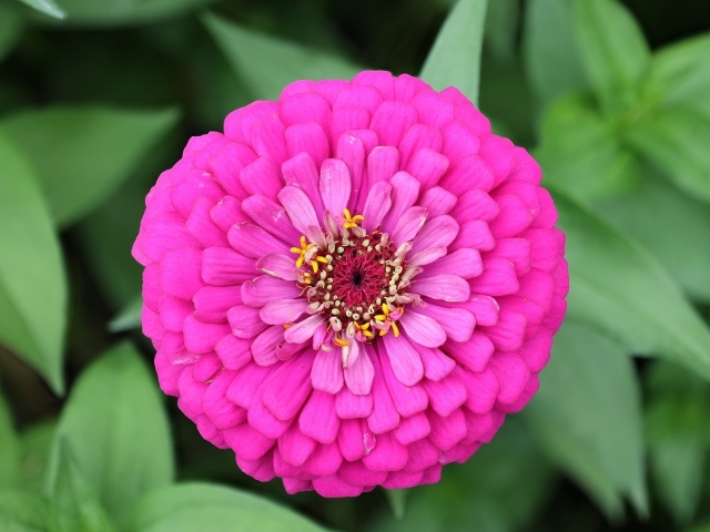 Красивый розовый пышный цветок цинния