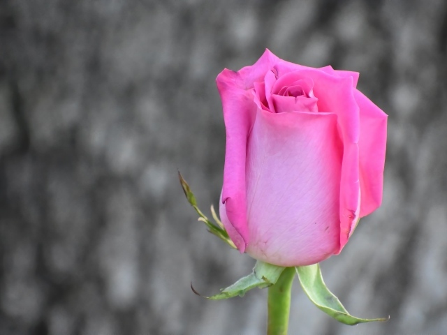 Красивая розовая роза на сером фоне