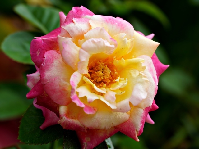 Красивая розовая роза с желтой серединкой близи