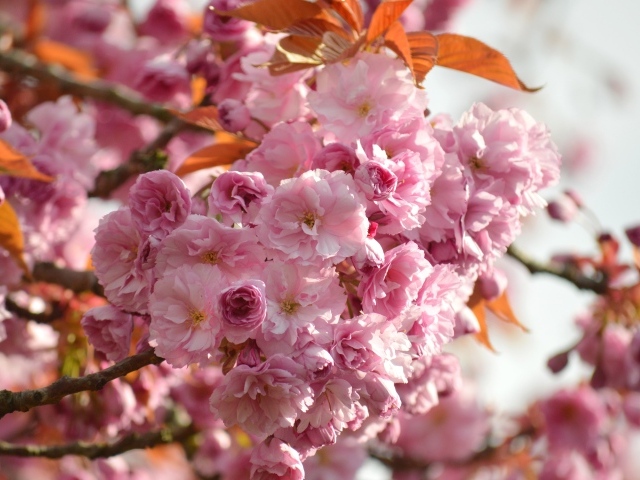 Красивые розовые весенние цветы луизеания