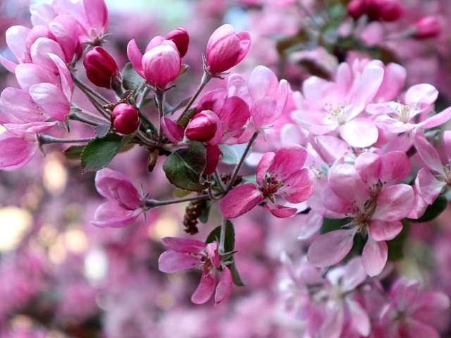 Красивые розовые  цветы дикой яблони 