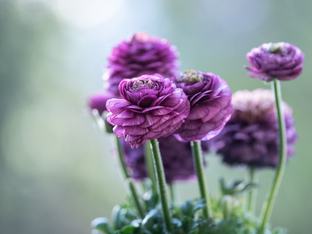 Красивые фиолетовые цветы лютика 