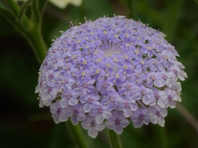 Красивый фиолетовый цветок скабиоза